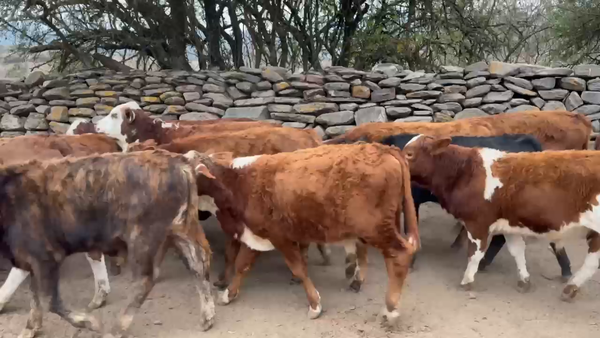 Lote 130 Terneros/as
