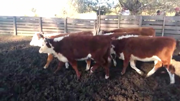 Lote 70 TERN. HEMBRAS, B. JUÁREZ, BS. AS.