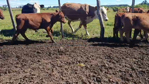 Lote 38 Terneros/as en Corrientes, Mocoretá