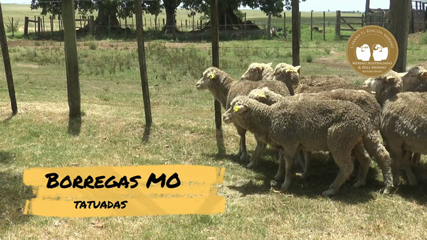 Lote Borregas Mo Tatuadas