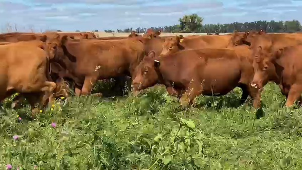 Lote 53 Vaquillonas C/ gtia de preñez