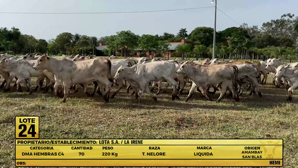 Lote LOTE 24