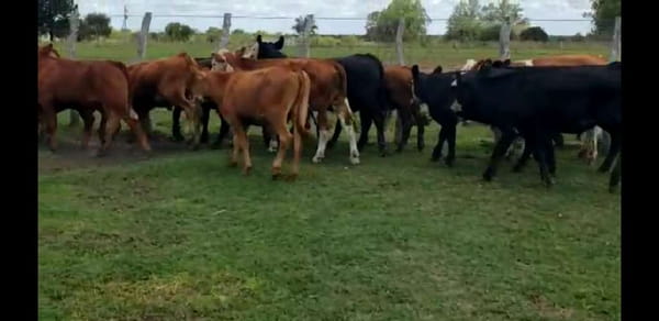Lote 21 Novillitos en Villaguay, Entre Ríos