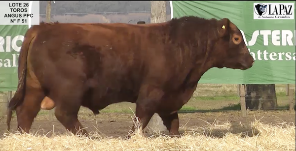 Lote TOROS PUROS POR CRUZA
