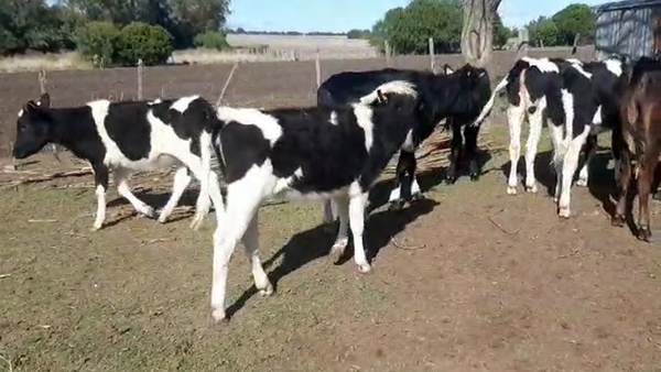 Lote 7 Terneros holando