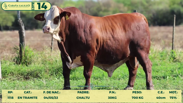 Lote LOTE 14