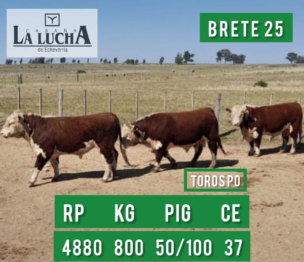 Lote TOROS POLLED HEREFORD PO
