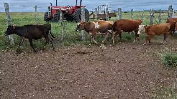 Lote TERNEROS/AS