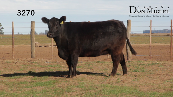 Lote VACAS PURAS DE PEDIGREE