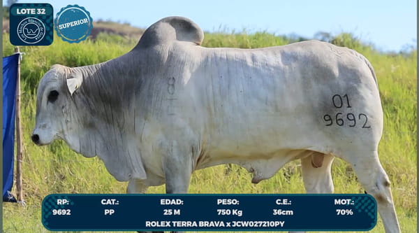 Lote LOTE 32