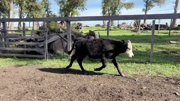Lote TERNEROS Y TERNERAS