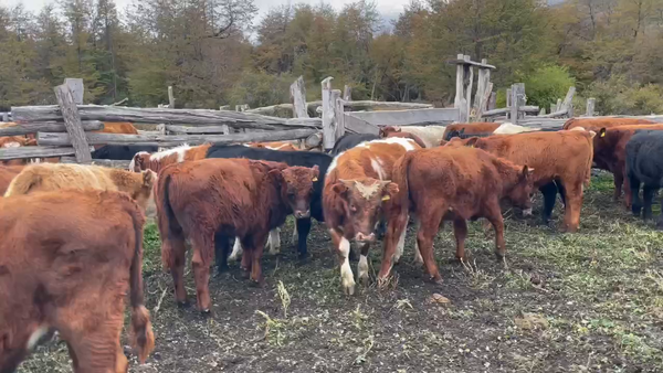 Lote 30 Ternero en Coyhaique, XI Región Aysén