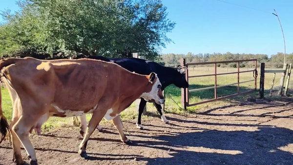  VACAS DE INVERNADA