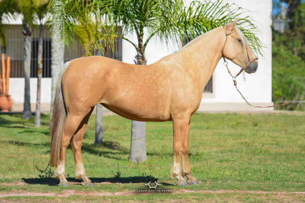 Lote RP 146 - Guardiana