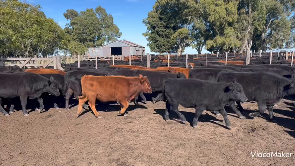 Lote 65 Terneros González Chávez