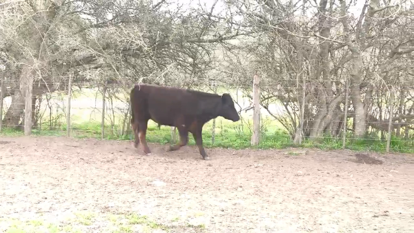 Lote 52 Terneros/as