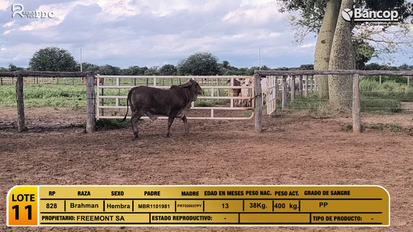Lote Desmamantes hembras Brahman, Boquerón