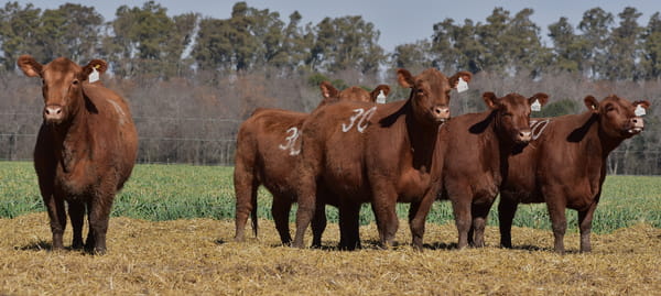 Lote VAQUILLONA ANGUS PC OTOÑO