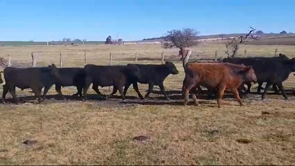 Lote (Vendido)21 Terneros ANGUS 220kg -  en POLANCOS