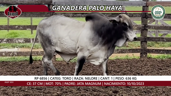 Lote TORO