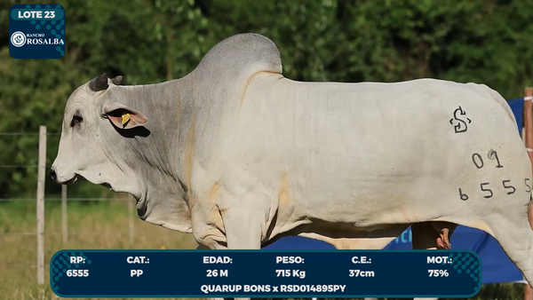 Lote LOTE 23