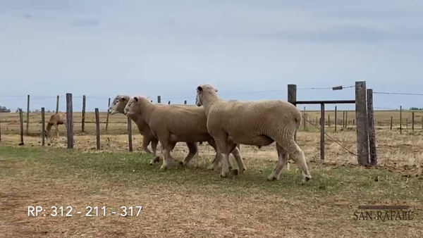 Lote Lote 2 Machos San Rafael