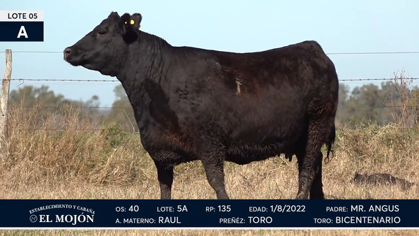 Lote Hembras Puras de Pedigree