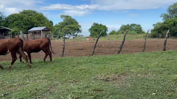 Lote 223 Vaquillonas en Corrientes, Mercedes