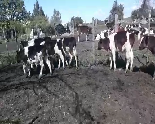 Lote 13 Terneros HOLANDO 130kg - , San José