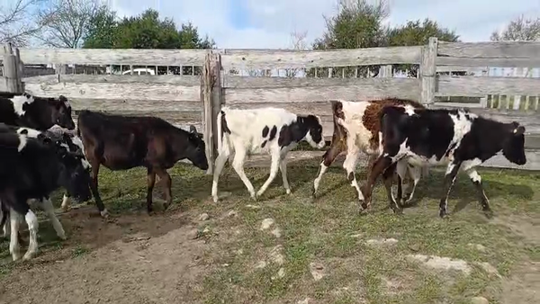 Lote (Vendido)12 Terneros Holando HOLANDO 120kg -  en CUEVA DEL TIGRE