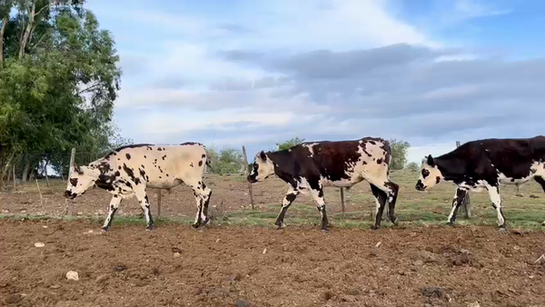 Lote NOVILLOS 1 a 2 AÑOS