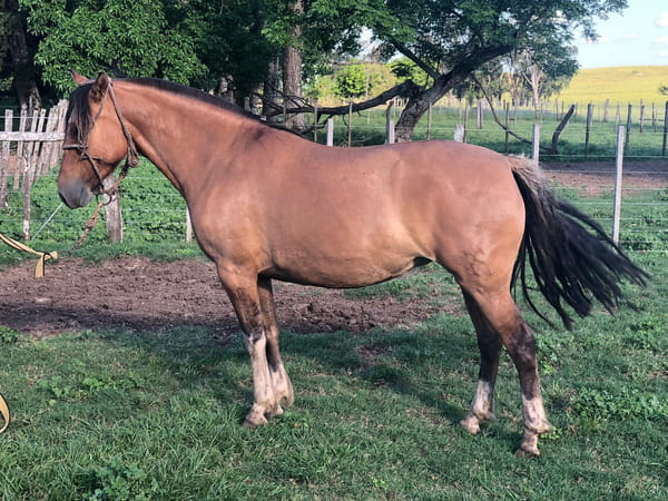 Lote DEL SILENCIO 2088