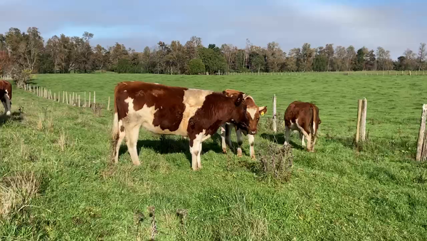 Lote 13 Novillo Gordo en Los Muermos, X Región Los Lagos