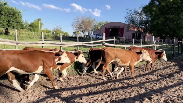 Lote MIXTOS + DE 1 AÑO