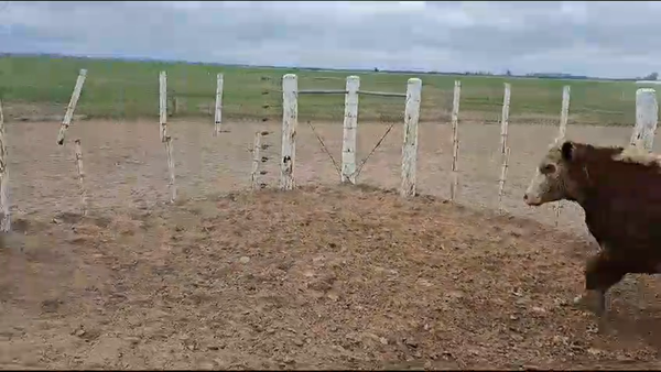 Lote 90 Novillos Braford y cruzas británicas en Cayastá, Santa Fe