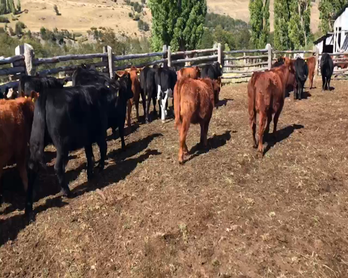 Lote 50 Ternera en Coyhaique, XI Región Aysén
