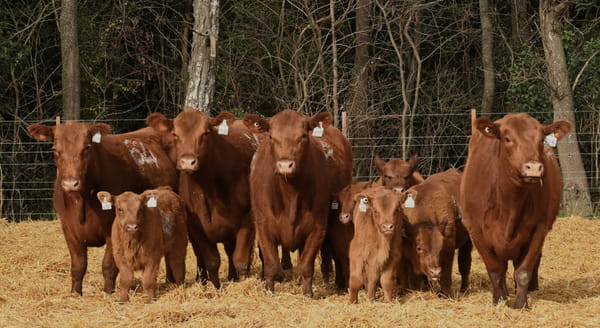 Lote VACAS ANGUS PARIDAS