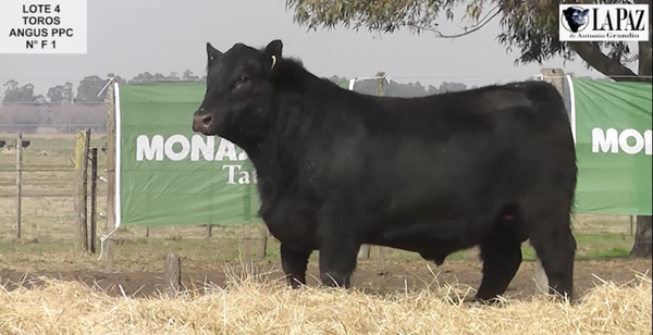 Lote TOROS PUROS DE CRUZA
