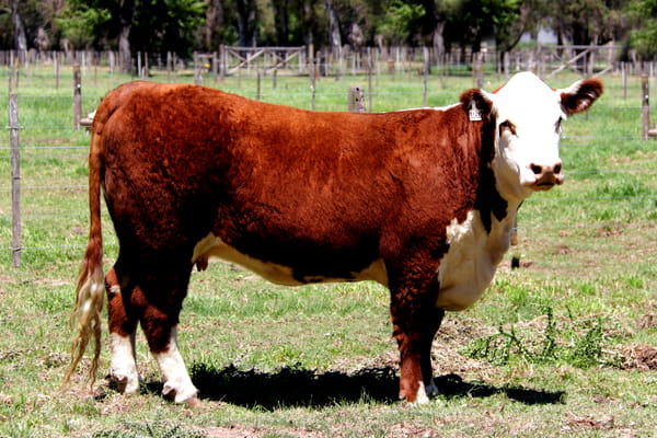 Lote Vaq. PP Preñadas