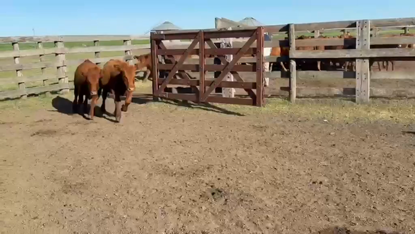 Lote 47 Vaquillonas en Entre Ríos, Gualeguaychú