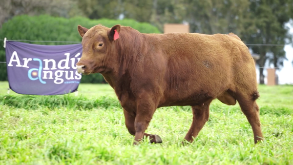 Lote Toros PC Colorado
