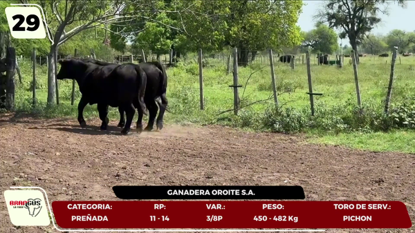 Lote LOTE 29- EN VIVO