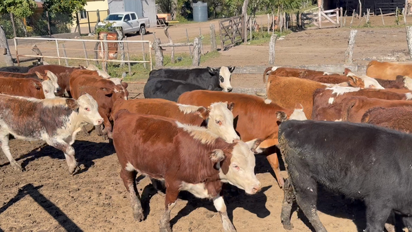 Lote 80 Terneros