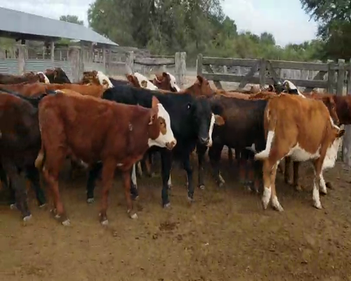 Lote 45 Terneros/as en Ramada Paso, Corrientes