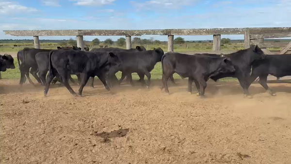 Lote 120 Terneros