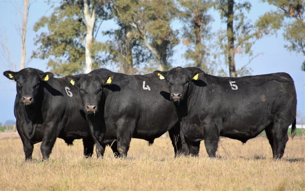 Lote "Cabaña ""Don Felix"" Toros Angus PC"
