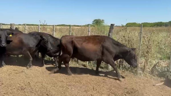 Lote 62 Vacas nuevas C/ gtia de preñez