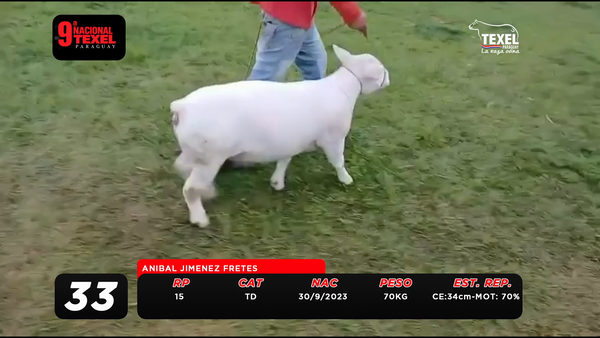 Lote LOTE 33