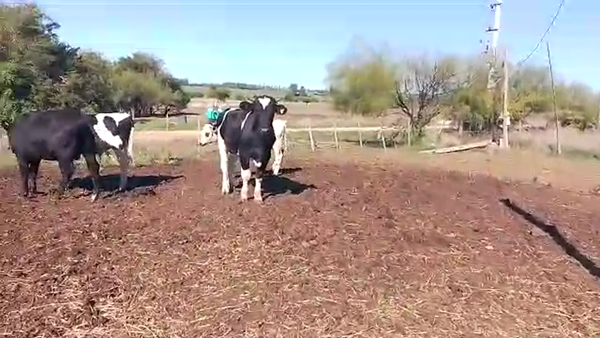 Lote Teneros Holando 5