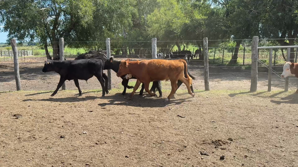 Lote TERNEROS